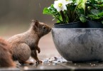 bulbi plante