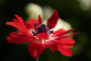 Grădina de anemone