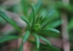 Galium aparine
