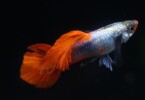 Guppy